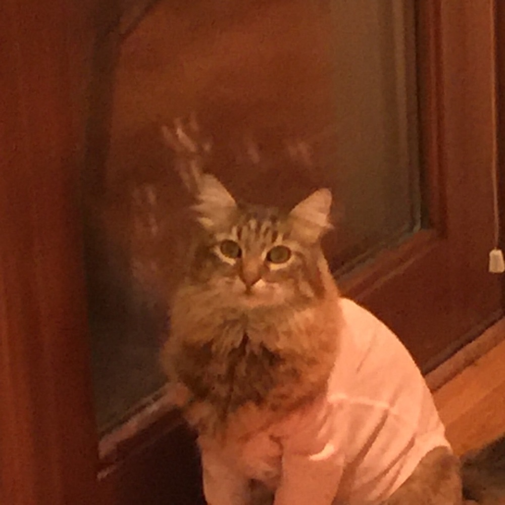 Meet your Posher, Annie